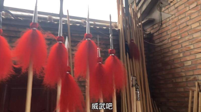 传统武术器材去华北最大的白蜡杆（青蜡杆）种植基地长知识了