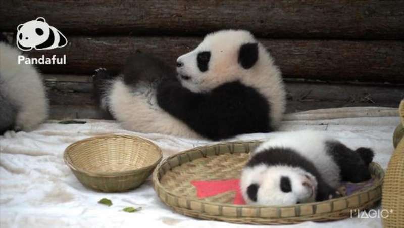熊猫社区｜功夫PANDA