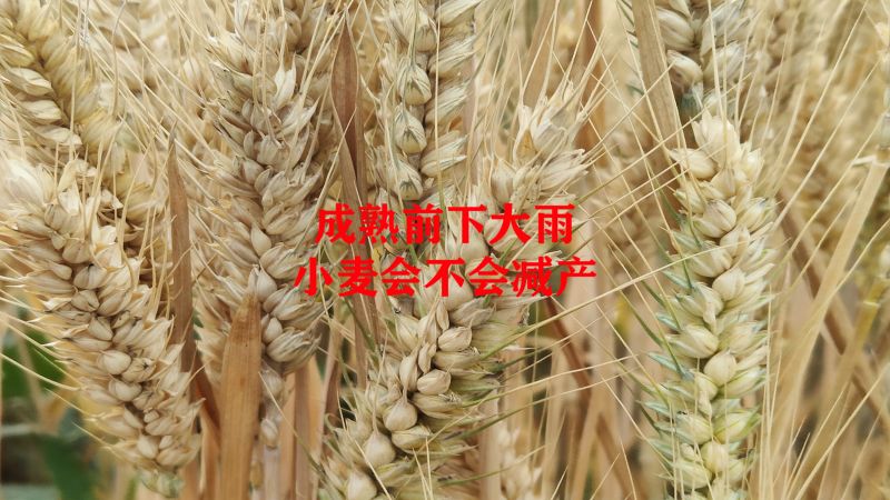 小麦成熟前下雨对小麦有啥影响