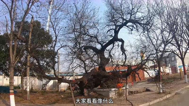 河南博爱县路边有棵树枝头挂灯笼居民称之为神树