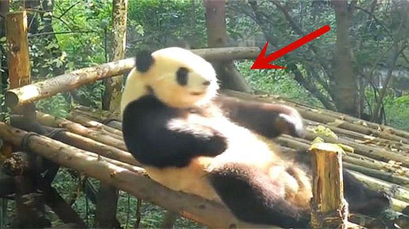 大熊猫忽然想要健身竟然做起了仰卧起坐下一秒忍住别笑