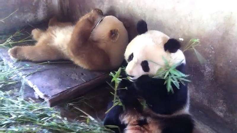 少有的独特大熊猫被人称为宝中之宝在动物园吃香的喝辣的