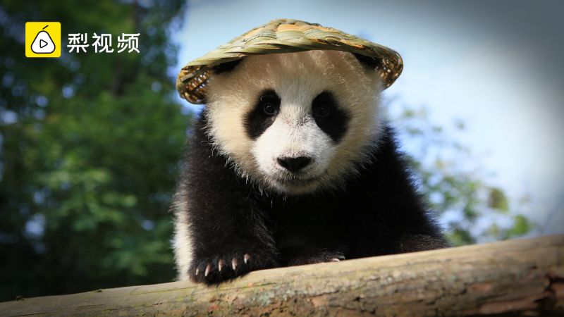 可爱就是正义熊猫是怎么成为中国国宝的