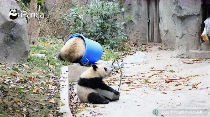 当大熊猫想要帮忙的时候会发生什么你看你细看